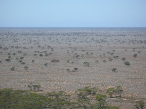 Nullarbor Ebene