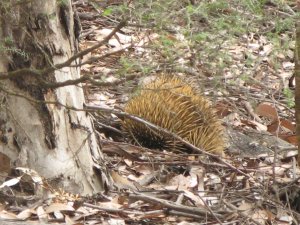 Echidna